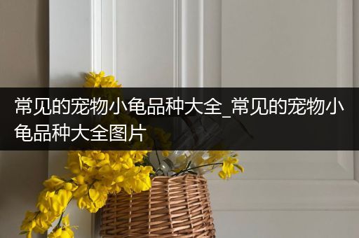 常见的宠物小龟品种大全_常见的宠物小龟品种大全图片