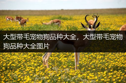 大型带毛宠物狗品种大全，大型带毛宠物狗品种大全图片