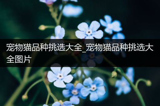 宠物猫品种挑选大全_宠物猫品种挑选大全图片