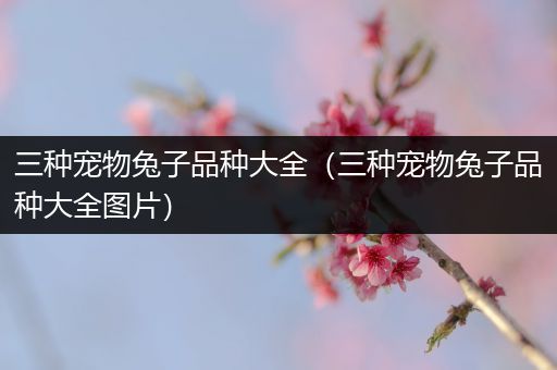 三种宠物兔子品种大全（三种宠物兔子品种大全图片）