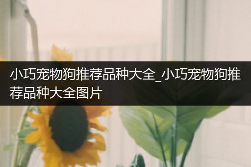 小巧宠物狗推荐品种大全_小巧宠物狗推荐品种大全图片