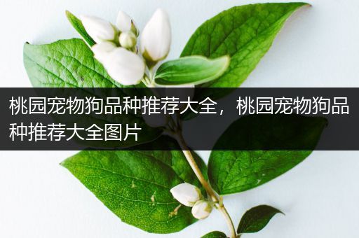 桃园宠物狗品种推荐大全，桃园宠物狗品种推荐大全图片