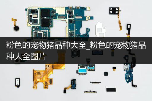 粉色的宠物猪品种大全_粉色的宠物猪品种大全图片