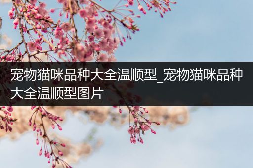 宠物猫咪品种大全温顺型_宠物猫咪品种大全温顺型图片