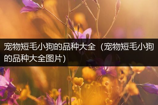 宠物短毛小狗的品种大全（宠物短毛小狗的品种大全图片）