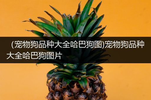 （宠物狗品种大全哈巴狗图)宠物狗品种大全哈巴狗图片