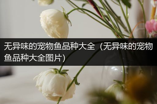 无异味的宠物鱼品种大全（无异味的宠物鱼品种大全图片）