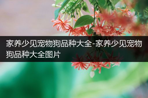 家养少见宠物狗品种大全-家养少见宠物狗品种大全图片