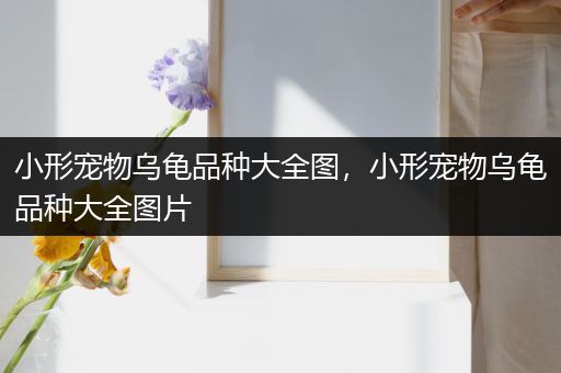 小形宠物乌龟品种大全图，小形宠物乌龟品种大全图片