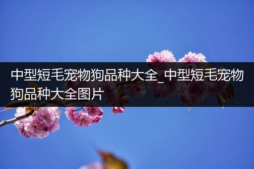 中型短毛宠物狗品种大全_中型短毛宠物狗品种大全图片