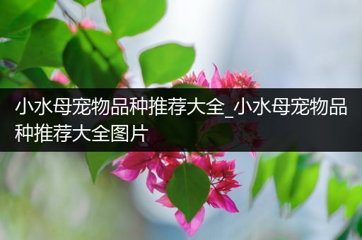 小水母宠物品种推荐大全_小水母宠物品种推荐大全图片