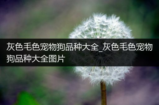 灰色毛色宠物狗品种大全_灰色毛色宠物狗品种大全图片