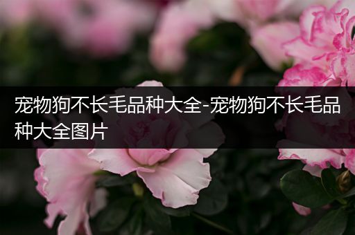 宠物狗不长毛品种大全-宠物狗不长毛品种大全图片