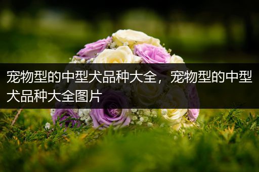 宠物型的中型犬品种大全，宠物型的中型犬品种大全图片