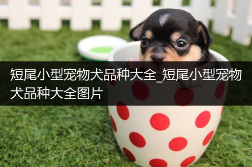 短尾小型宠物犬品种大全_短尾小型宠物犬品种大全图片