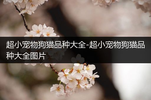 超小宠物狗猫品种大全-超小宠物狗猫品种大全图片