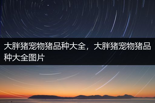 大胖猪宠物猪品种大全，大胖猪宠物猪品种大全图片