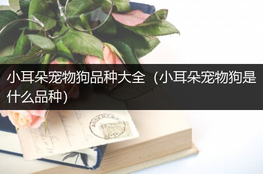 小耳朵宠物狗品种大全（小耳朵宠物狗是什么品种）