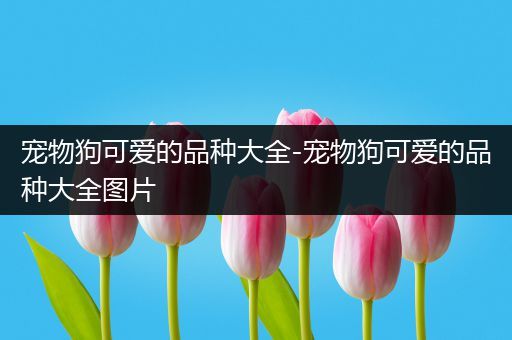 宠物狗可爱的品种大全-宠物狗可爱的品种大全图片