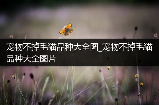 宠物不掉毛猫品种大全图_宠物不掉毛猫品种大全图片