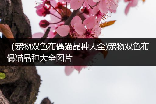 （宠物双色布偶猫品种大全)宠物双色布偶猫品种大全图片