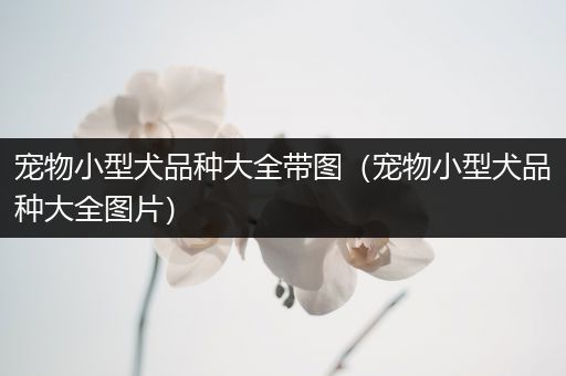 宠物小型犬品种大全带图（宠物小型犬品种大全图片）