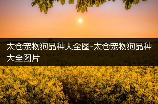 太仓宠物狗品种大全图-太仓宠物狗品种大全图片