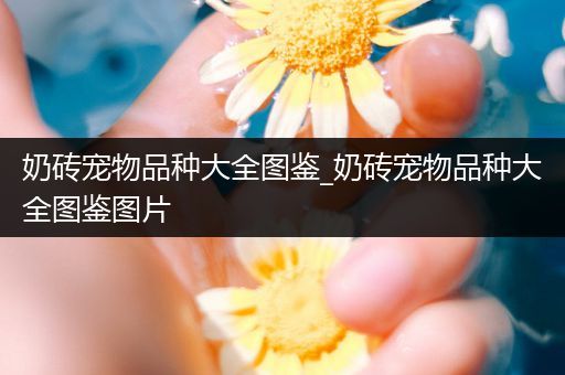 奶砖宠物品种大全图鉴_奶砖宠物品种大全图鉴图片
