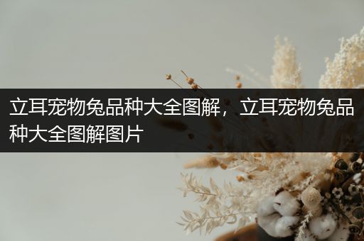 立耳宠物兔品种大全图解，立耳宠物兔品种大全图解图片