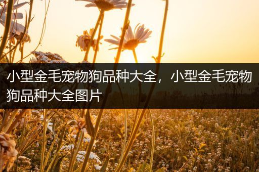 小型金毛宠物狗品种大全，小型金毛宠物狗品种大全图片
