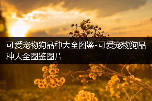 可爱宠物狗品种大全图鉴-可爱宠物狗品种大全图鉴图片