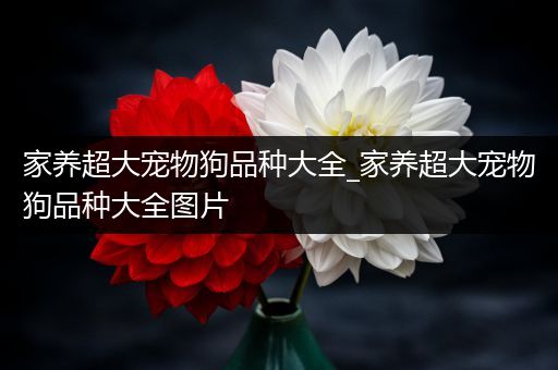家养超大宠物狗品种大全_家养超大宠物狗品种大全图片