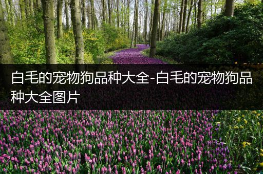 白毛的宠物狗品种大全-白毛的宠物狗品种大全图片