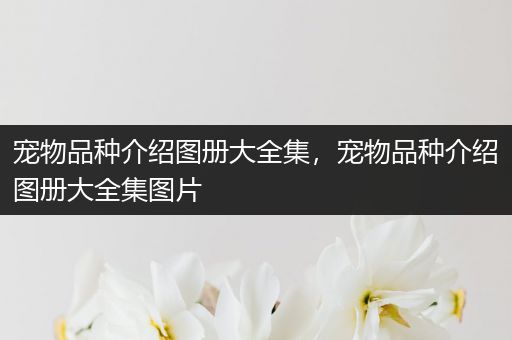 宠物品种介绍图册大全集，宠物品种介绍图册大全集图片