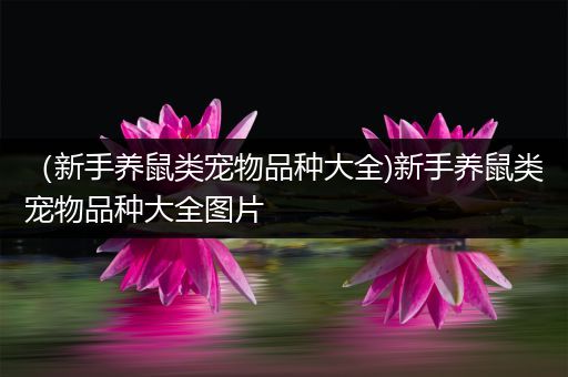 （新手养鼠类宠物品种大全)新手养鼠类宠物品种大全图片
