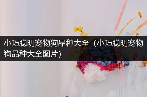 小巧聪明宠物狗品种大全（小巧聪明宠物狗品种大全图片）