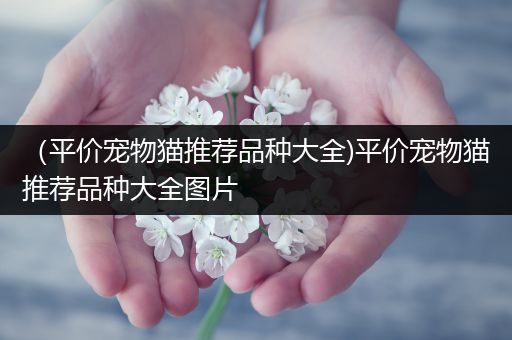 （平价宠物猫推荐品种大全)平价宠物猫推荐品种大全图片