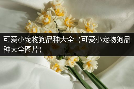 可爱小宠物狗品种大全（可爱小宠物狗品种大全图片）