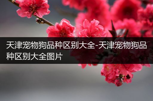 天津宠物狗品种区别大全-天津宠物狗品种区别大全图片