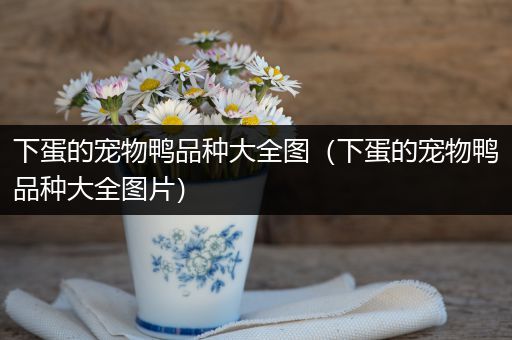 下蛋的宠物鸭品种大全图（下蛋的宠物鸭品种大全图片）