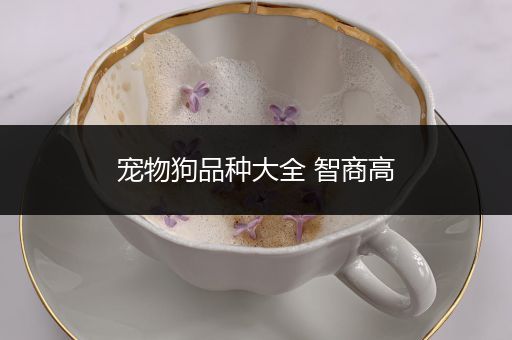 宠物狗品种大全 智商高