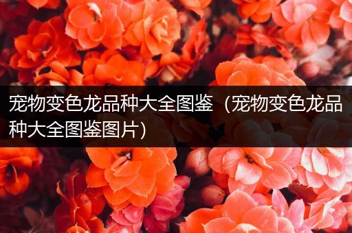 宠物变色龙品种大全图鉴（宠物变色龙品种大全图鉴图片）