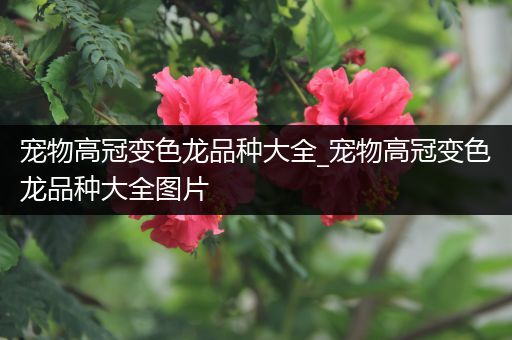 宠物高冠变色龙品种大全_宠物高冠变色龙品种大全图片