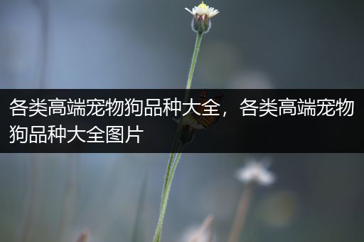 各类高端宠物狗品种大全，各类高端宠物狗品种大全图片