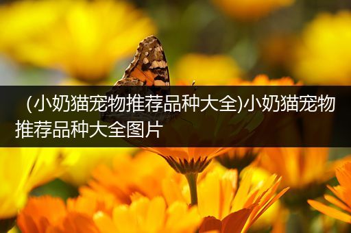 （小奶猫宠物推荐品种大全)小奶猫宠物推荐品种大全图片