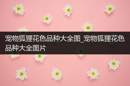 宠物狐狸花色品种大全图_宠物狐狸花色品种大全图片