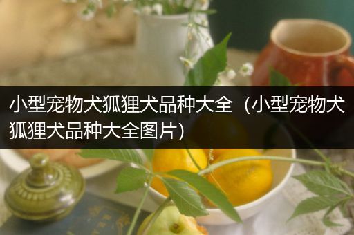 小型宠物犬狐狸犬品种大全（小型宠物犬狐狸犬品种大全图片）