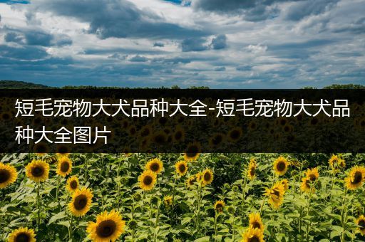 短毛宠物大犬品种大全-短毛宠物大犬品种大全图片