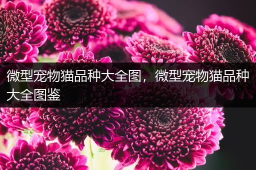 微型宠物猫品种大全图，微型宠物猫品种大全图鉴