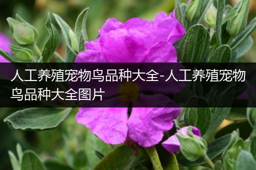 人工养殖宠物鸟品种大全-人工养殖宠物鸟品种大全图片